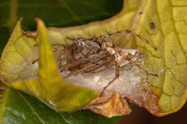 Взрослая самка полосатого паука-рыси из рода Oxyopes, защищающая яйца