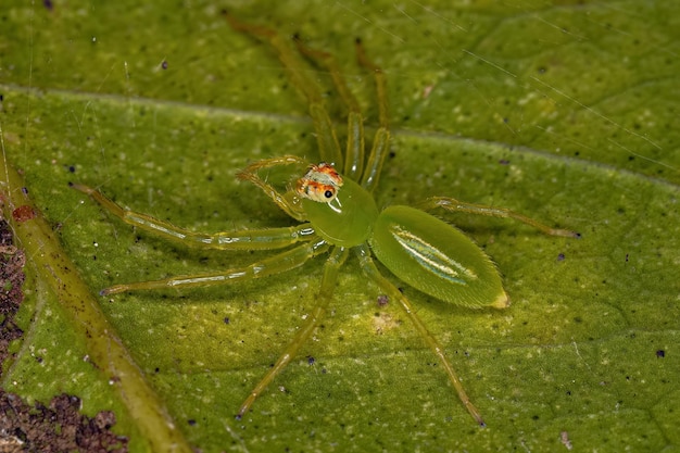 Adult Female Translucent Green Jumping Spider