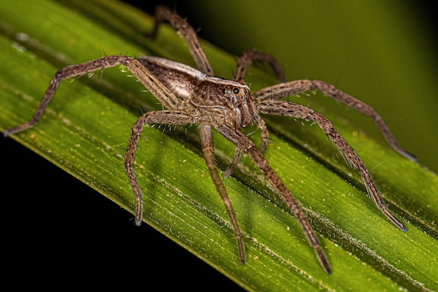 Adult Female Trechaleid Spider