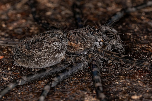 Взрослая самка трехалейдного паука