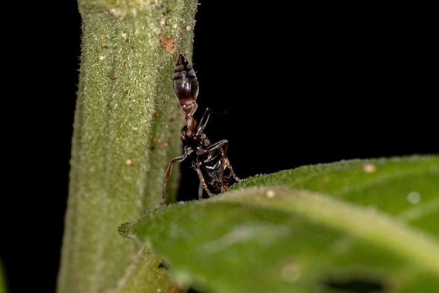 Взрослая самка веточного муравья из рода Pseudomyrmex