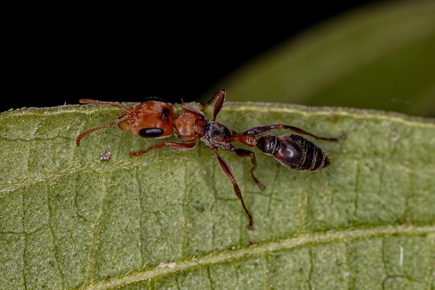 Photo adult female twig ant of the genus pseudomyrmex