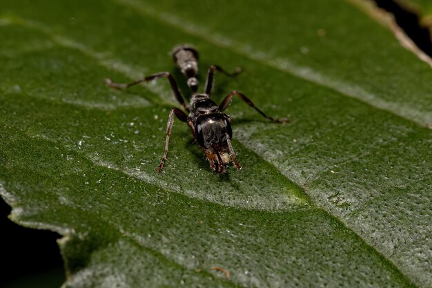 Photo adult female twig ant of the genus pseudomyrmex