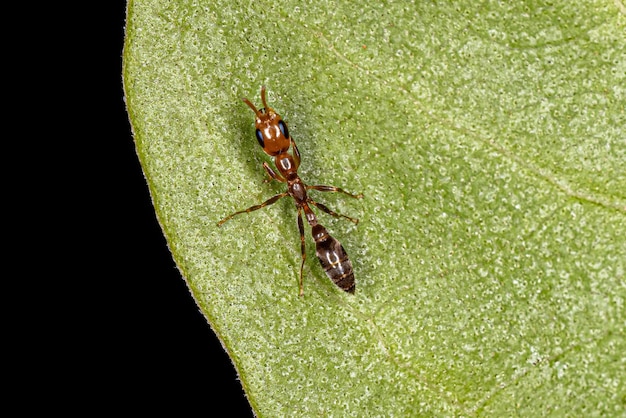 Adult Female Twig Ant