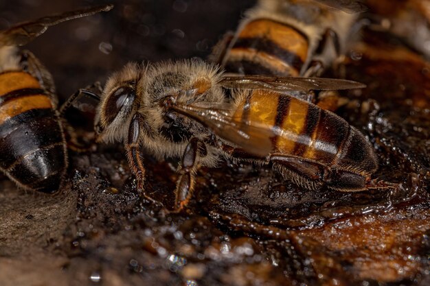 Adult female western honey bee of the species apis mellifera\
eating angiosperm tree trunk