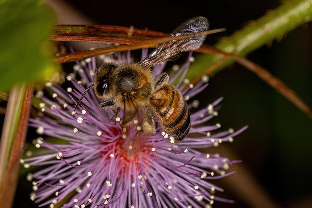 Взрослая самка западной медоносной пчелы