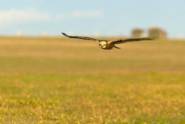 Adult female Western marsh harrier flying with the first rays of dawn on a winters day