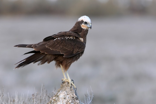 Adult female Western marsh harrier in a wetland in central Spain with the first light of day