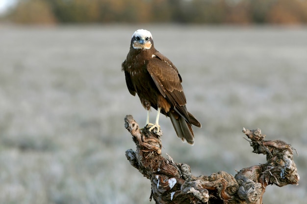 Adult female of Western marsh harrier with the last lights of the afternoon