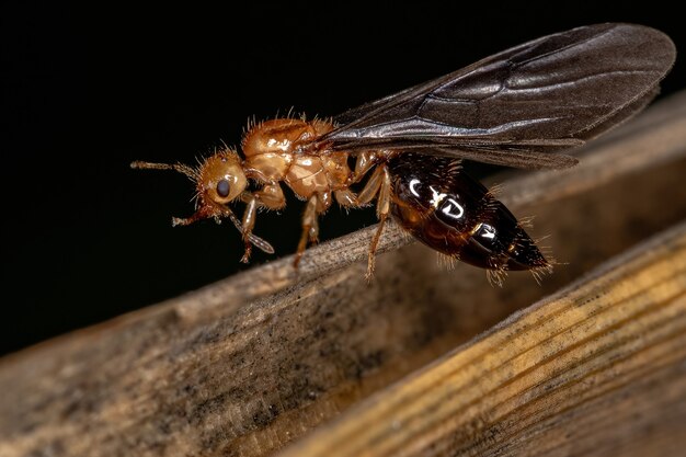 Adult female winged cocktail queen ant del genere crematogaster