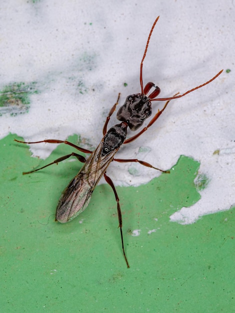 Adult Female Winged Trap-jaw Queen Ant of the Genus Odontomachus