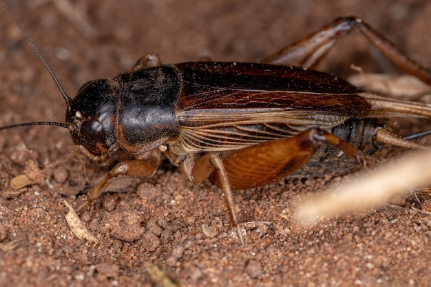 Adult Field Cricket of the Subfamily Gryllinae