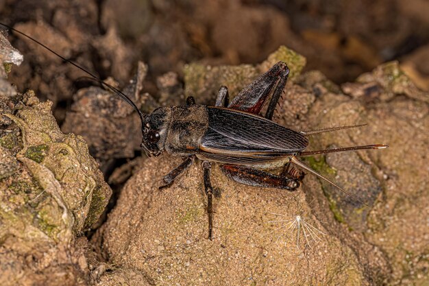 Photo adult field cricket