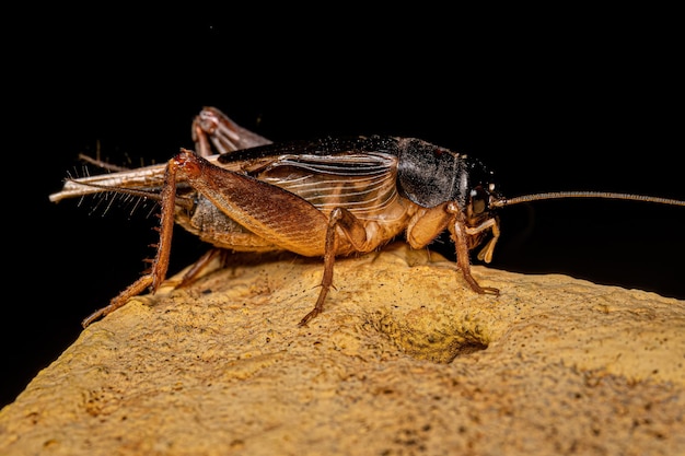 Photo adult field cricket