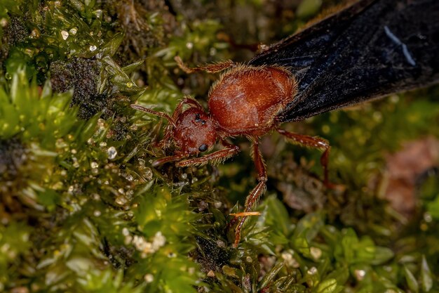 Adult fire ant of the genus solenopsis