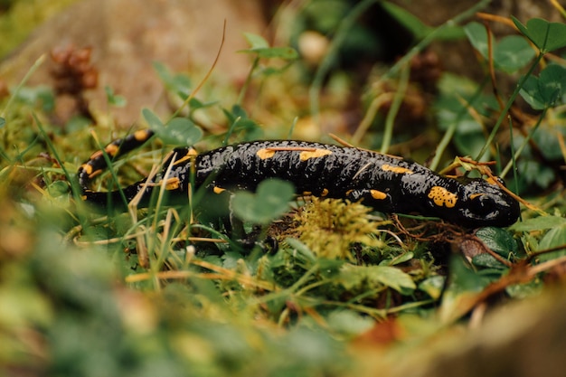 Adult fire salamander salamandra salamandra lying on green moss and fungi in Slovak nature