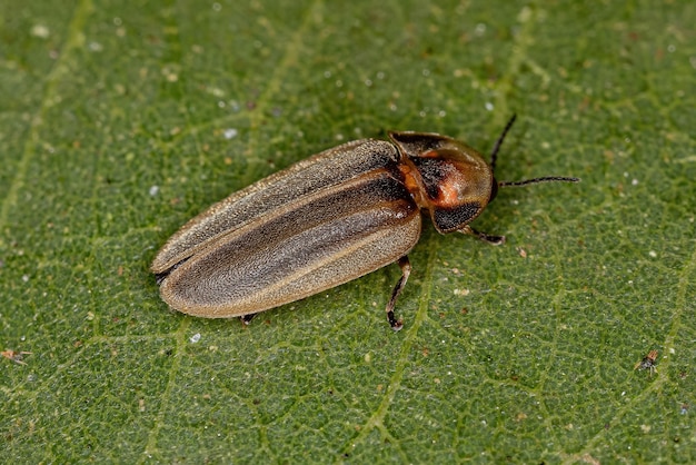 Adult Firefly Beetle of the Family Lampyridae