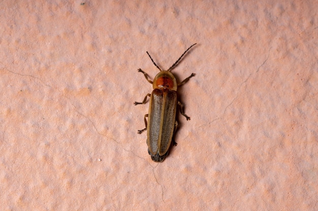 Adult Firefly Beetle of the Genus Photinus