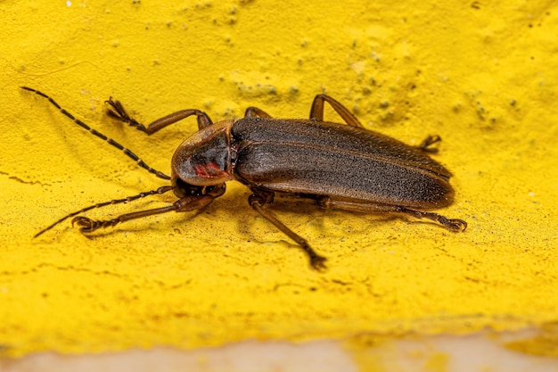 Adult Firefly Beetle