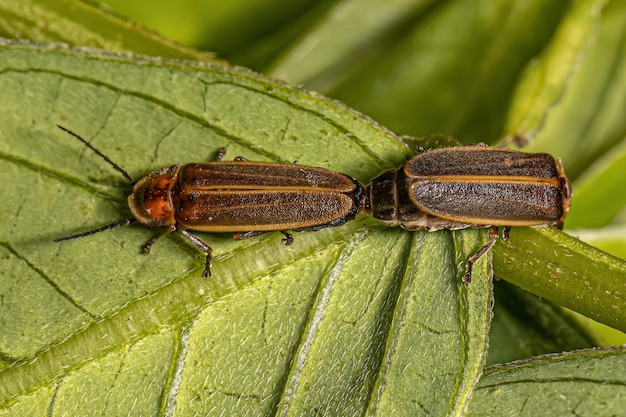 Photo adult firefly beetles