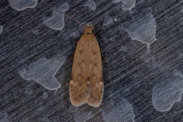 Adult Flat-bodied Moth of the Family Depressariidae