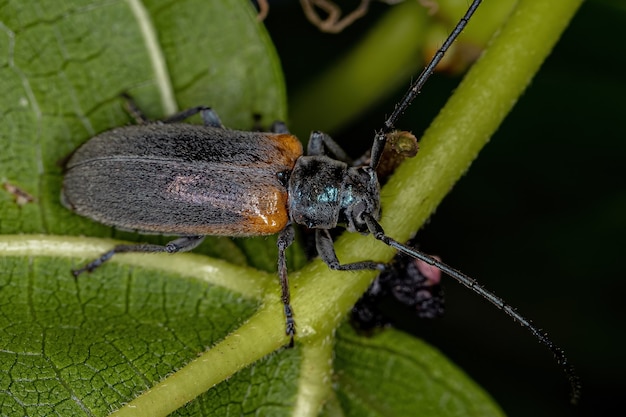 Callia axillaris 종의 성충 플랫페이스 롱혼 딱정벌레