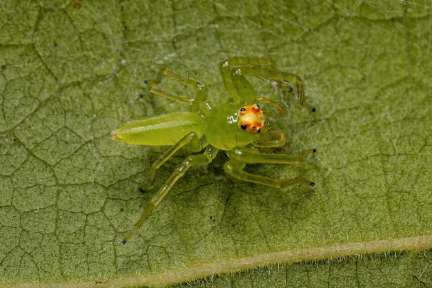 アラゴアサ属の成虫ノミカブトムシ