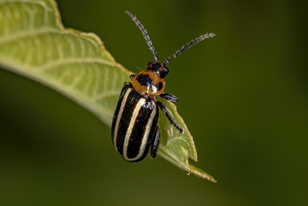 Photo adult flea beetle of the genus disonycha