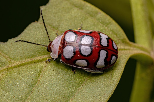 Adult Flea Beetle of the species Alagoasa decemguttata