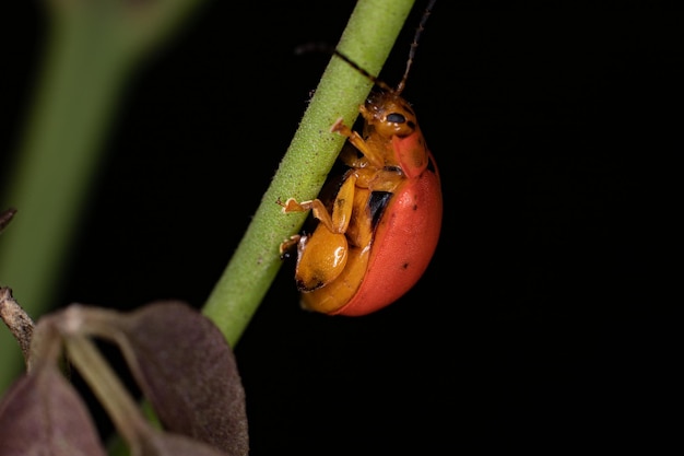 Photo adult flea beetle of the species paranaita opima