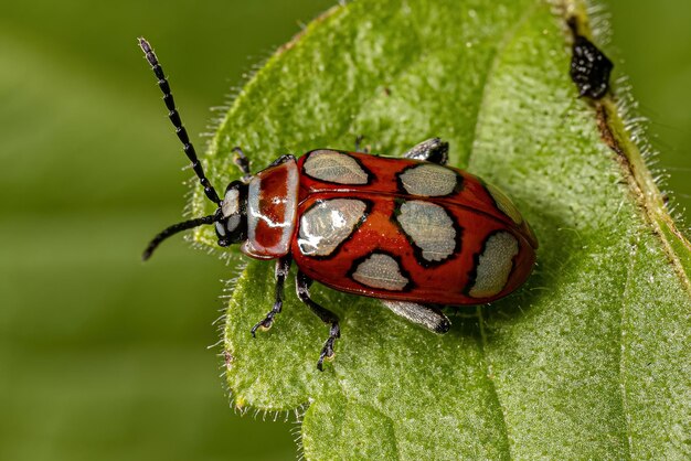 Photo adult flea beetle