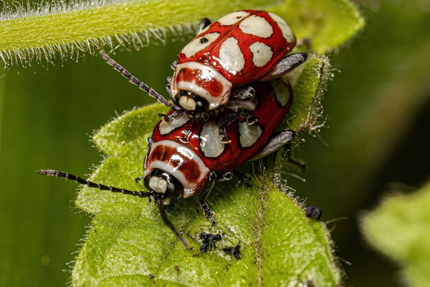 Photo adult flea beetles