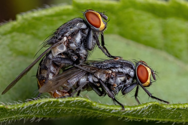 Взрослые плотские мухи семейства Sarcophagidae совокупляются