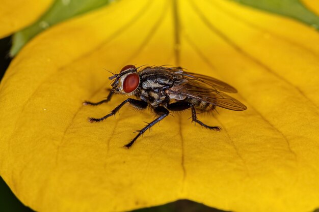 Adult Flesh Fly of the Family Sarcophagidae