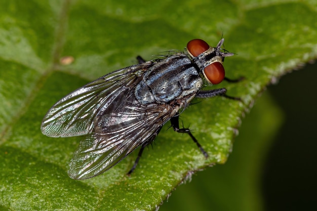 Взрослая мясная муха семейства Sarcophagidae