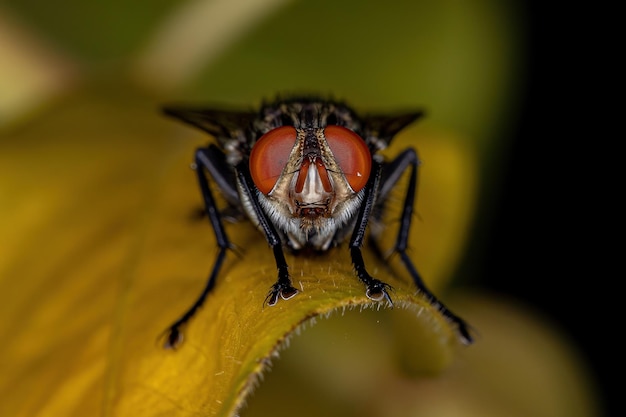 Взрослая мясная муха семейства Sarcophagidae