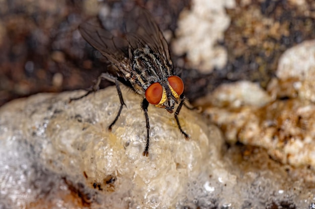 Adult Flesh Fly of the Family Sarcophagidae