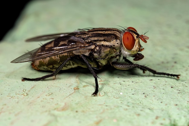 Adult Flesh Fly of the Family Sarcophagidae