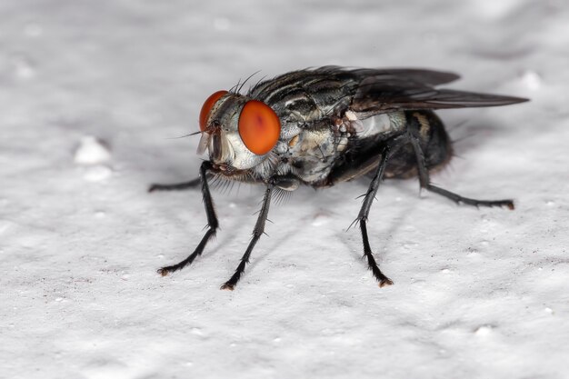 Взрослая мясная муха семейства Sarcophagidae