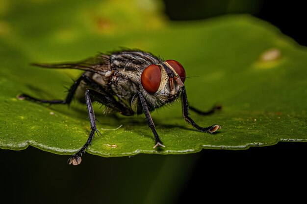 Adult Flesh Fly