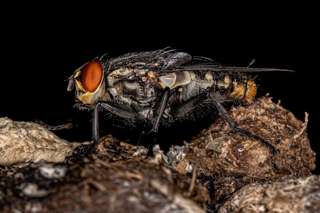 Adult Flesh Fly