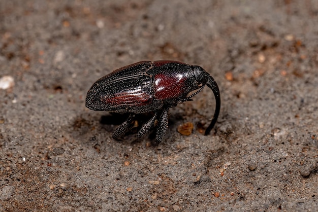 Adult Flower Weevil