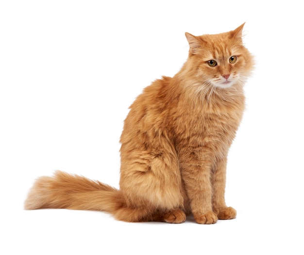 Adult fluffy red cat sits sideways, cute face