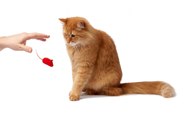 Il gatto rosso lanuginoso adulto si siede lateralmente