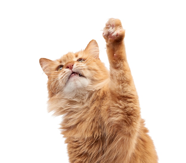 Photo adult fluffy red cat sitting and raised its front paws up, animal isolated