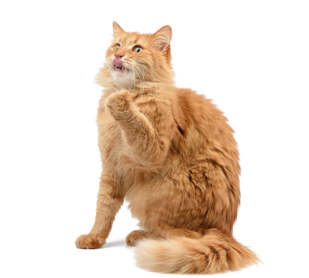 Adult fluffy red cat sitting and raised its front paws up, animal