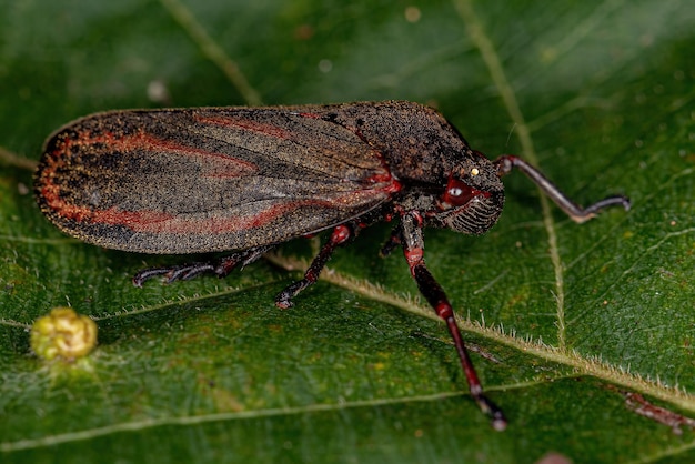 コガシラアワフ科の成虫アワフキムシ