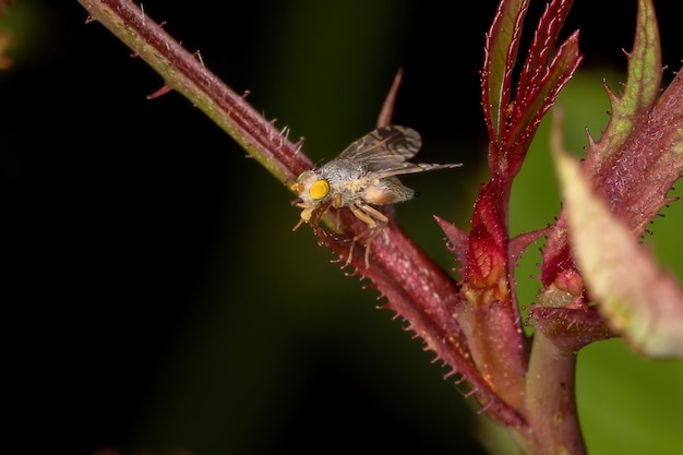 Mosca della frutta adulta della tribù tephritini