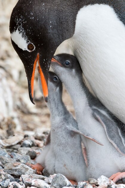 ひよこと大人のジェンツーペンギン。