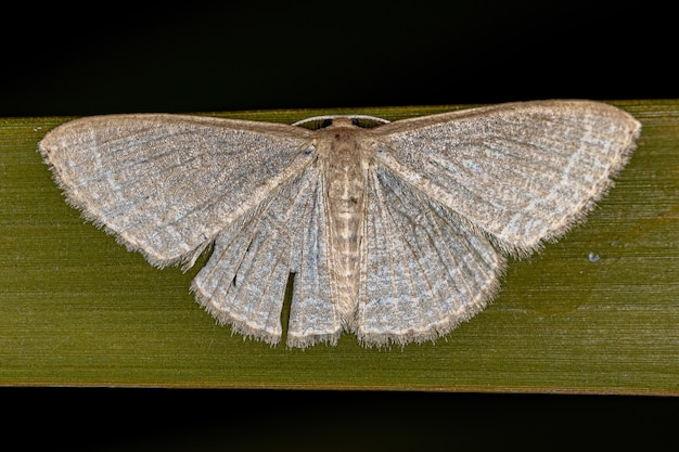 Adult Geometer Moth of the Family Geometridae